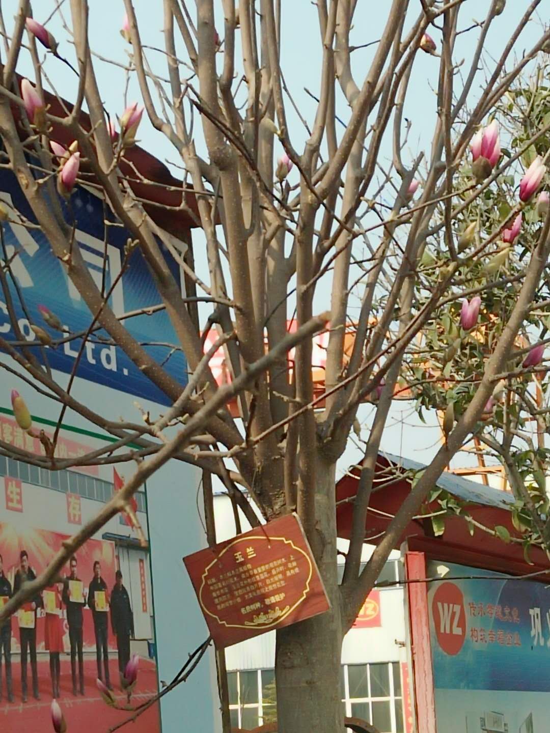 伟志模板春季花开了欢迎大家到伟志来